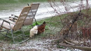 Chickens Foraging (Eating) in the Winter
