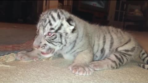 Tiger Cub and Lion Cub Trying to Roar