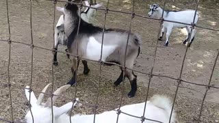 Naughty Goats