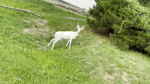 Rare Albino Deer Frolics in West Virginia