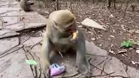 Funny monkey just like human