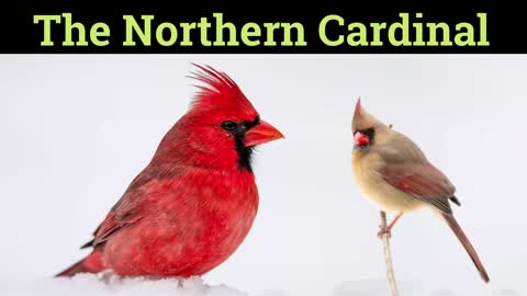 The Northern Cardinal