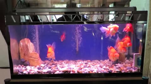 Gold fish aquarium moving