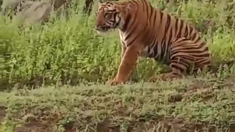 Indian royal bengal tiger