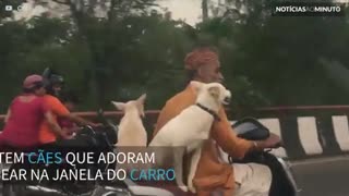 Cães passeiam de scooter com seu dono