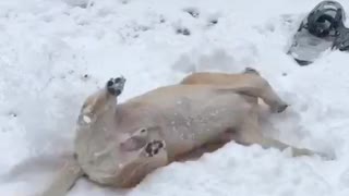 Brown dog rolling around in snow