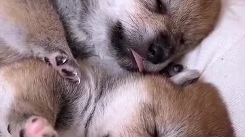 Funny animals sleeping