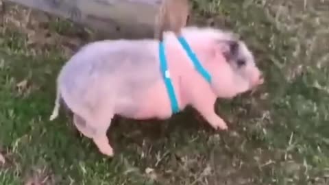funny sneaky turtle and scratchy piggy