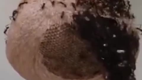 Ants making a bridge to attack a wasp honeycomb