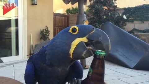 Bird Opens Beer Bottle with Beak