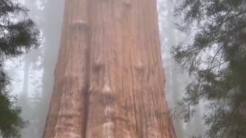 The world's largest tree.