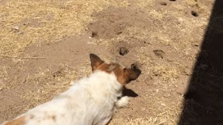 Our Dog Gets Punked by a Gopher