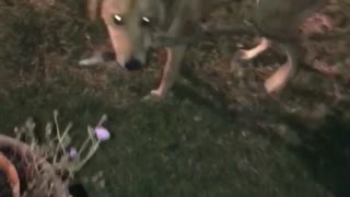 Brown dog carrying big stick in mouth
