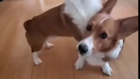 Two Very Funny And Cute Puppies - TikTok Dogs (Funny Animals #385)