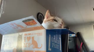 My Chiny Chin Chin Is On The Boxy Box Box!!!