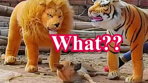 Troll Prank Dog Funny & fake Lion and Tiger Prank To dog & Huge Box Prank to dog