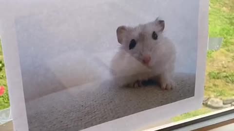 Daughter Launches Convincing Campaign for a New Hamster