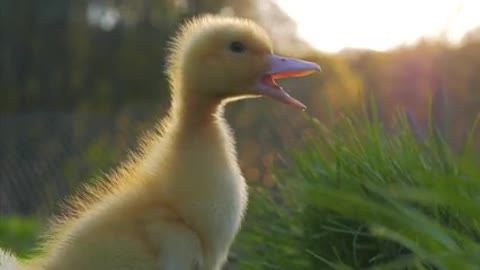 the duckling