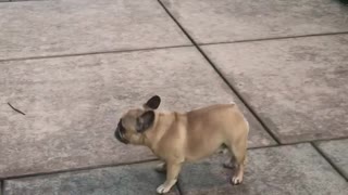 Puppy Dances Post-deuce