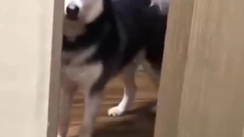 cute innocent Husky siberian Dog