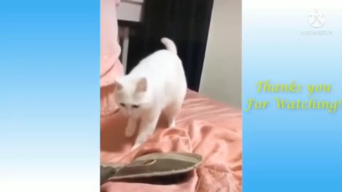 Pets Funny video 😂 | cats video | animals video | pets