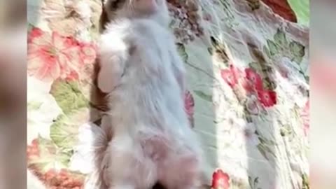 Cutie 🥰 cat funniest video