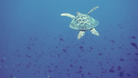 sea ​​voyage, beautiful turtle😍