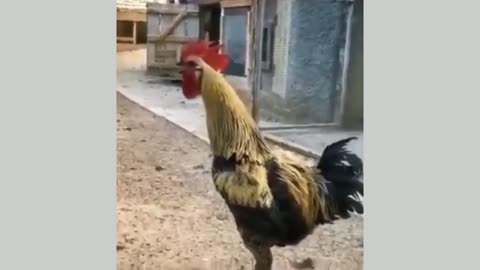 What a crazy cock expressed his anger by shouting.