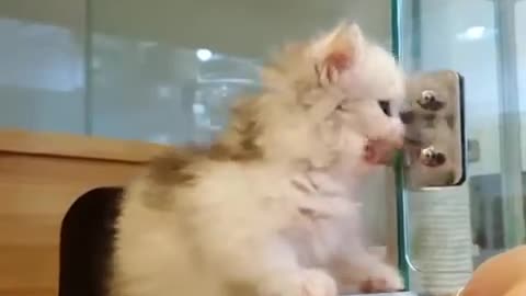 Cute Cat and Cute Kitten Video