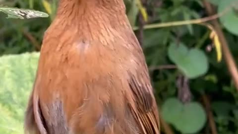 Bird 🐦 🦜 Chirping Sound || Nature Videos