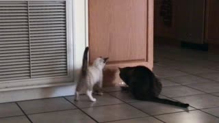 Kitten Wants to play, Cat doesnt
