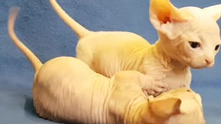 Watch How These Bambino Kittens Engage In Cute Wrestling Match