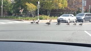 Geese crossing road cause traffic jam