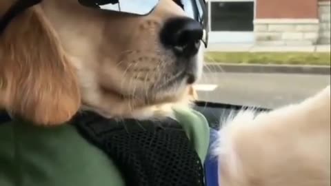 handsome dog will drive the car now.