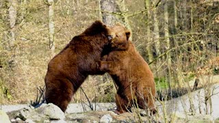 OMG bear fight