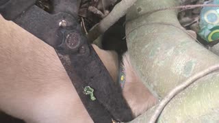 Helping a Puppy Stuck in Tree Roots