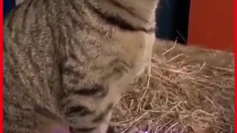 Funny Cats Videos.https://freeltc.io/?ref=MOBARAK