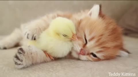 Cat and hen baby unity