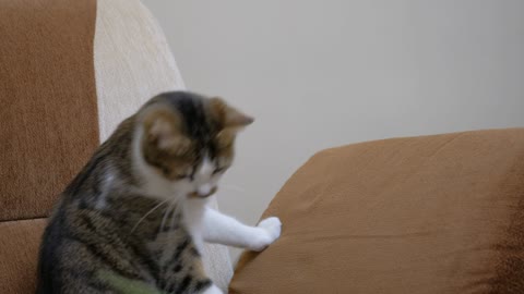 Pet owner playing with a cute cat