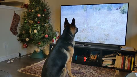 TV for Dogs - German shepherd getting SAD 😢 and CONFUSED watching himself playing outdoors .