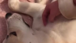 Dog Likes It When I play with His Belly