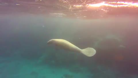 Swimmers thrilled as friendly manatee meets up with eagle ray