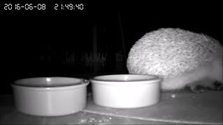Cute hedgehog caught stealing cat food on IP cam