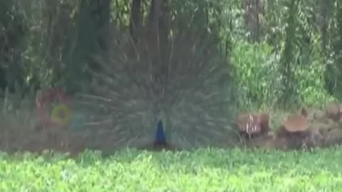 Peacock dancing