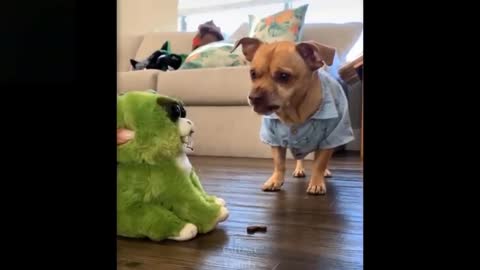 Cute And Funny Pets Try Not To Laugh bou