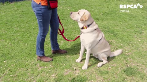 FREE DOG TRAINING SERIES – Lesson 1_ how to teach your dog to sit and drop