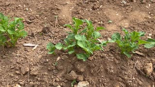 Some Of A Potato’s That I Planted This Year