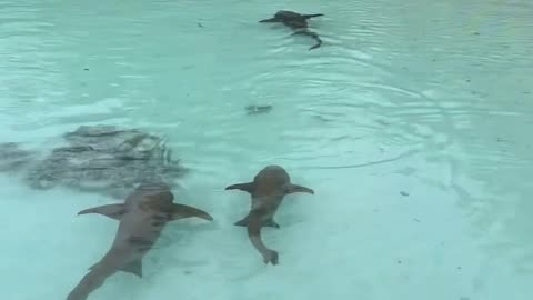 Fantastic Beasts #nurseshark #shark #sharklover #sharkweek #viral #shorts #underwater