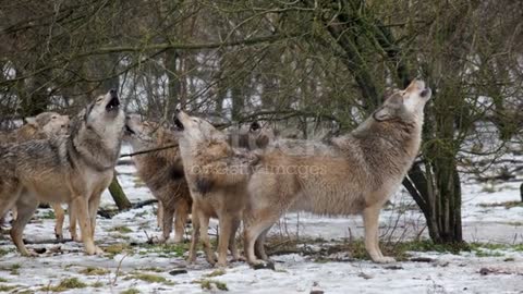 The terrifying sound of wolves.