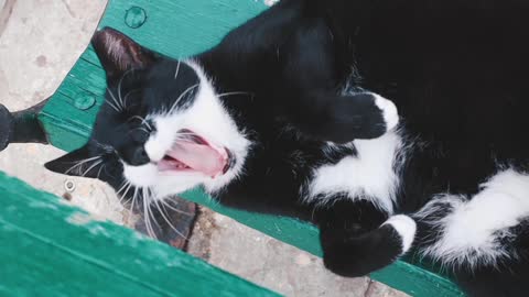 Every time I shoot, I record some funny moments of my cat